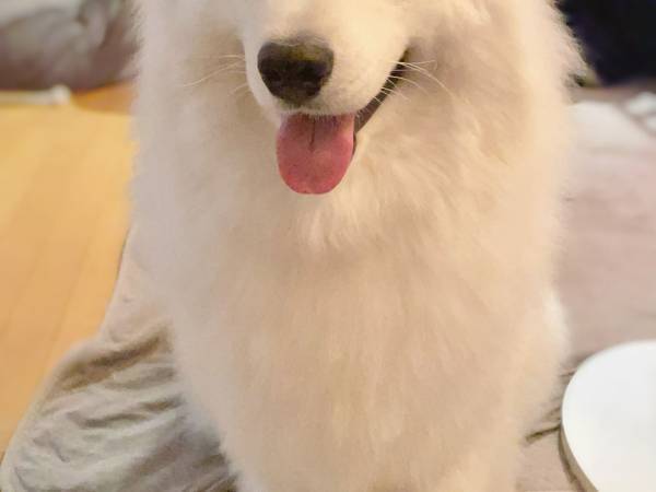 シャンプーを終えたサモエド　飼い主に「ふわふわだねぇ！」といわれると？