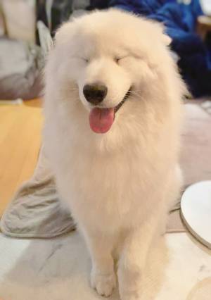シャンプーを終えたサモエド　飼い主に「ふわふわだねぇ！」といわれると？