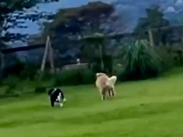 ドッグランで大興奮の２匹が、次の瞬間？　展開に「コントかよ！」「圧がすごい」