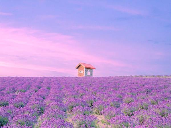 「天国に来たのかと思った」　ラベンダー畑で撮影した１枚がきれいすぎる
