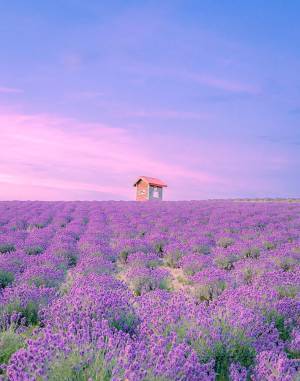 「天国に来たのかと思った」　ラベンダー畑で撮影した１枚がきれいすぎる