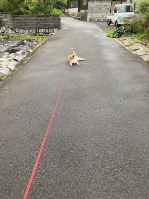 「思わず笑った」「表情が好き」　散歩に出た柴犬　飼い主を困惑させたワケとは