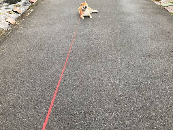 「思わず笑った」「表情が好き」　散歩に出た柴犬　飼い主を困惑させたワケとは