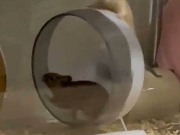 デグーが回し車を走っている時に…　もう１匹の行動に「職人みたい！」