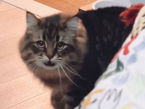 飼い主が「ご飯」と伝えると…　猫の反応が、１００点満点