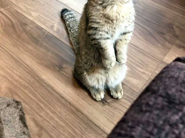 「どうしたの？」　浮かない顔をしている猫が？