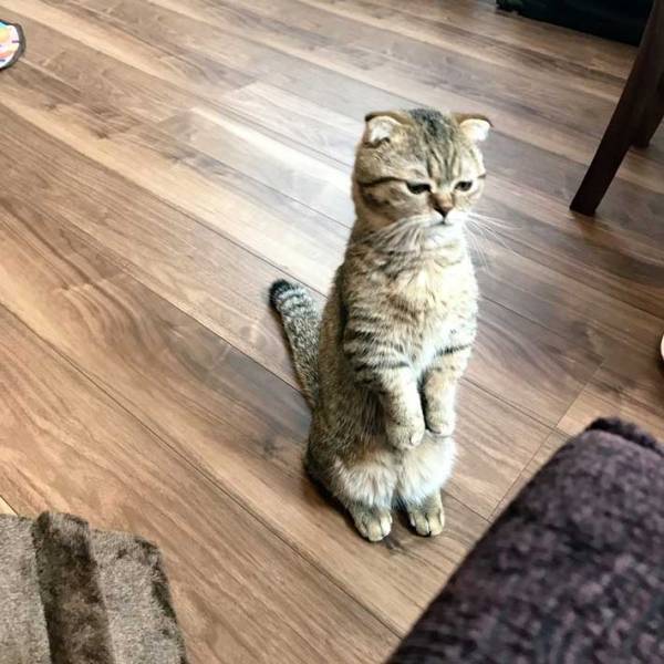 「どうしたの？」　浮かない顔をしている猫が？