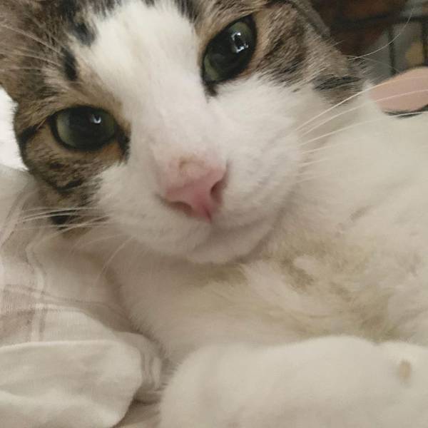 飼い主に抱きかかえられて眠る猫　しかし、しばらくすると？　「可愛すぎる」「これは天使」