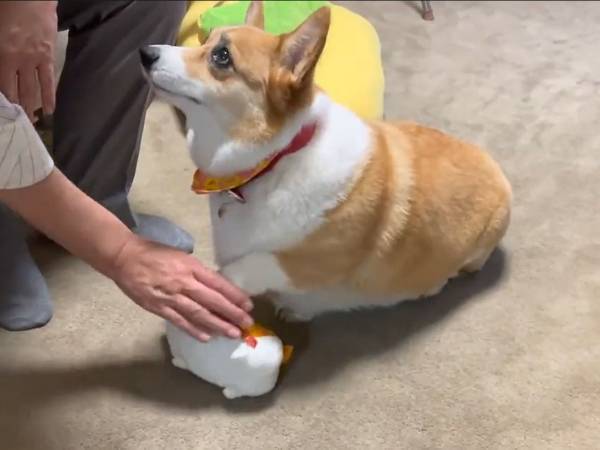 ぬいぐるみにヤキモチ？　頑張るコーギーの健気な姿に「可愛すぎ」「尊い…」