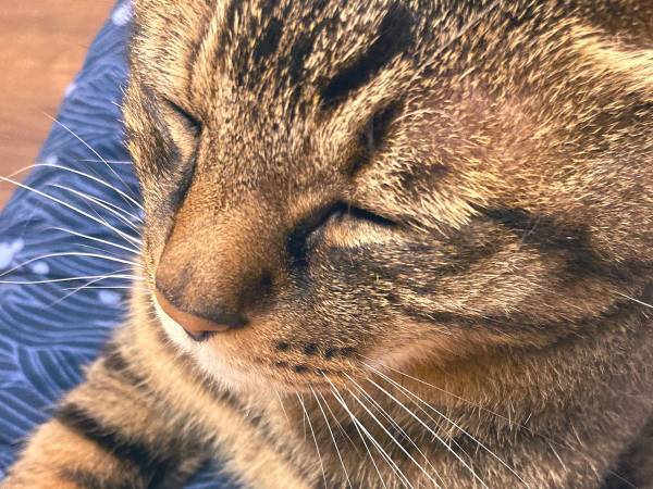 台風接近に、獣医師が『注意喚起』　愛猫の身に迫る危険とは