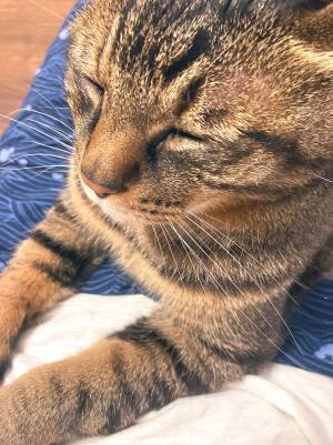 台風接近に、獣医師が『注意喚起』　愛猫の身に迫る危険とは