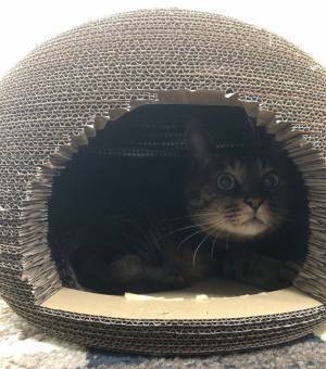 台風接近に、獣医師が『注意喚起』　愛猫の身に迫る危険とは