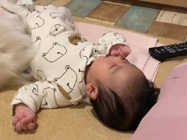 飼い主「生後３か月の妹に…」　超大型犬の行動に笑みがこぼれる！