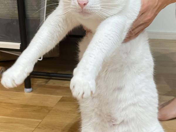 赤ちゃんを泣かせてしまった猫　連行される時の顔に「解せぬ」「吹いた」