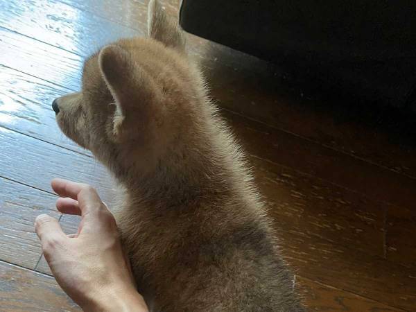 腕にぴったり寄り添う、子犬の尻尾　家に来て、まだ３日目で…？