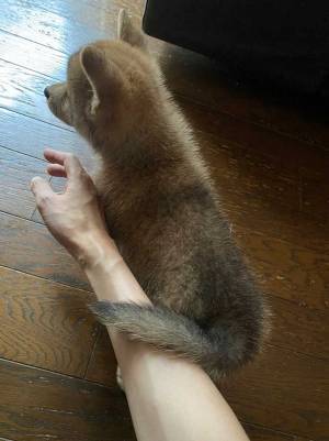 腕にぴったり寄り添う、子犬の尻尾　家に来て、まだ３日目で…？