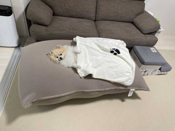 「人間よりも先に…」　人をダメにするクッションを購入したところ？