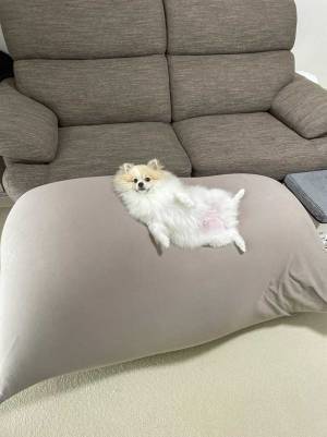 「人間よりも先に…」　人をダメにするクッションを購入したところ？