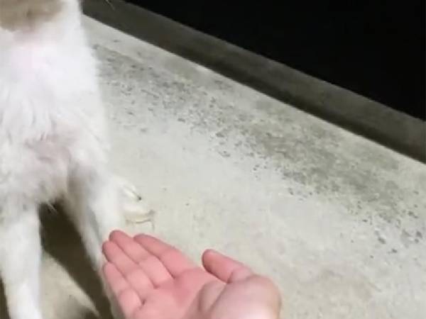 犬「お手なんか、絶対しない！」　確かな意志を感じる、その姿