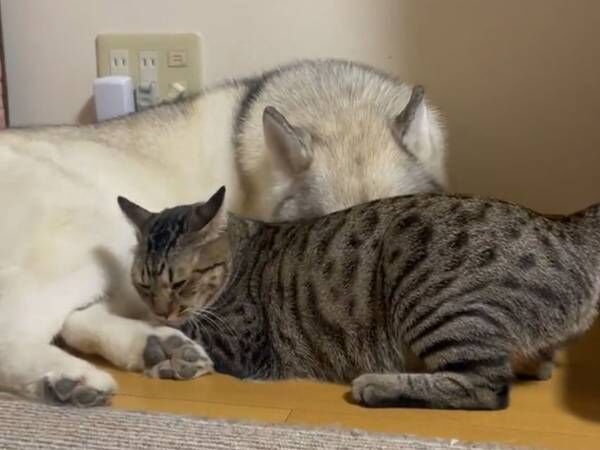 シベリアンハスキーに甘える猫　３９秒の動画に「何度見ても癒される」