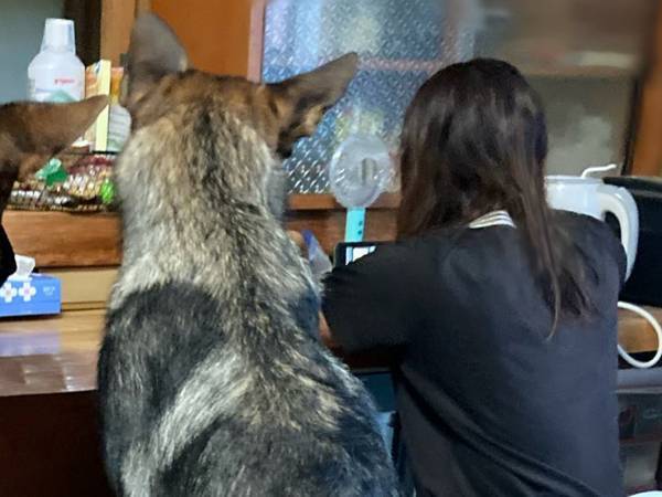 犬たちに『椅子の座り方』を教えた翌日　光景に「ここが天国か？」「たまらん」