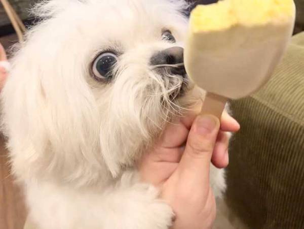 『PARM』にだまされた犬、表情が…！　「必死すぎる」「笑っちゃった」