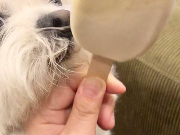 『PARM』にだまされた犬、表情が…！　「必死すぎる」「笑っちゃった」