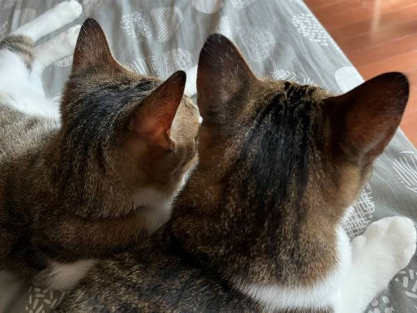 注射を怖がる猫の『会話』に２２万いいね！　動画に「吹いた」「ギャルか！」