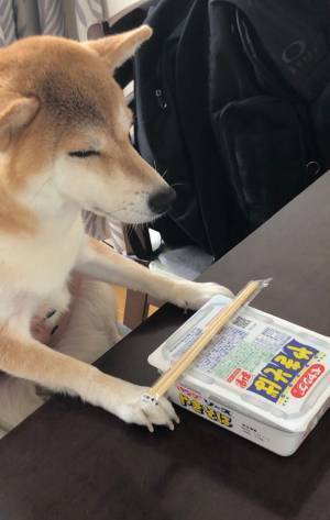 ペヤングを前に、精神統一中の柴犬　その姿に、飼い主「やめて」