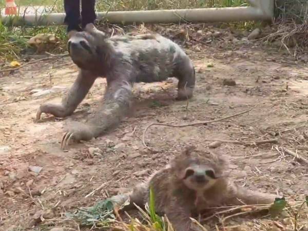 離ればなれになったナマケモノの親子　我が子に気付いた母親が？「涙が出た」