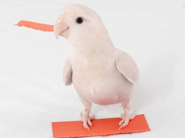 くちばしで紙を切るインコ　完成したものにびっくり！「素晴らしいアート」