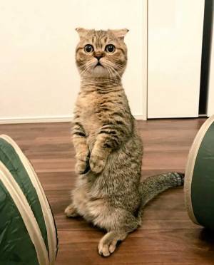 猫が見せた『悪魔』のような表情に「すごい形相！」「ちょっと怖い…」