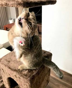 猫が見せた『悪魔』のような表情に「すごい形相！」「ちょっと怖い…」