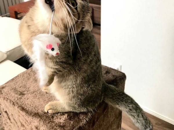 猫が見せた『悪魔』のような表情に「すごい形相！」「ちょっと怖い…」