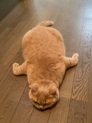 「廊下に猫が打ち上げられていました」　新種の生物に見える、その姿がコチラ