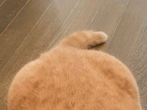 「廊下に猫が打ち上げられていました」　新種の生物に見える、その姿がコチラ