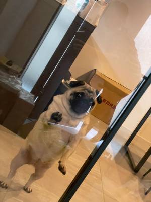 飼い主を見送るパグの姿に、クスッとする人が続出　「完全に人が入っている」