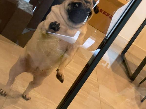 飼い主を見送るパグの姿に、クスッとする人が続出　「完全に人が入っている」