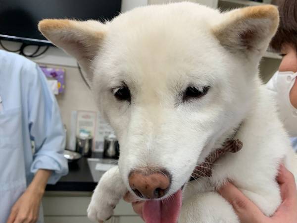 注射後、前脚を痛そうにする柴犬　オチに「爆笑した」「なんでやねん！」