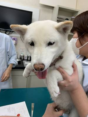 注射後、前脚を痛そうにする柴犬　オチに「爆笑した」「なんでやねん！」