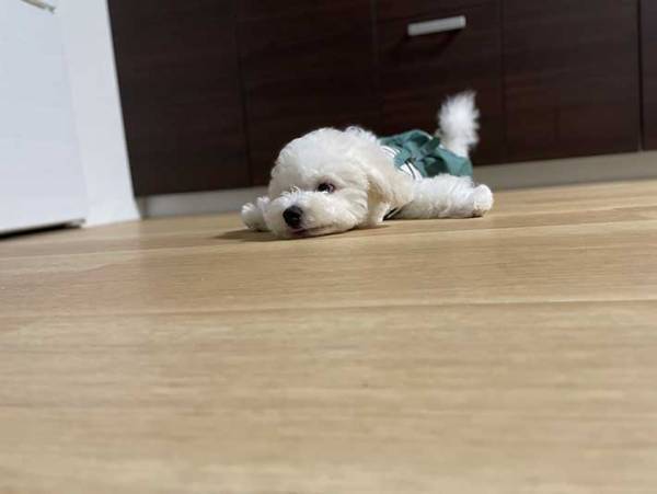 「ぬいぐるみかと思った」「かわいすぎるッ！」　ビションフリーゼ、子犬の頃の姿が…？