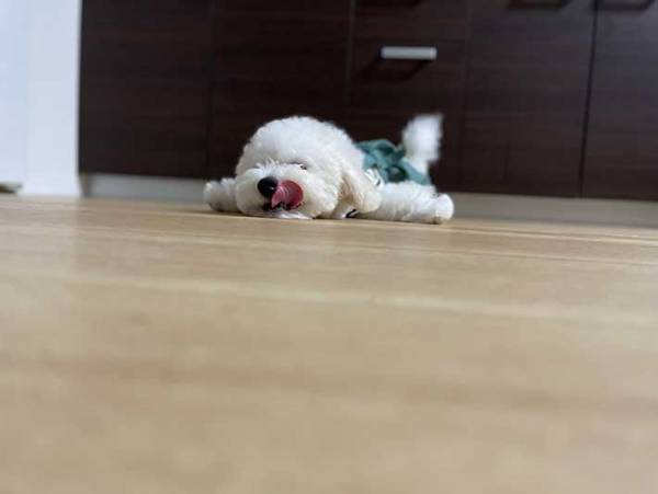 「ぬいぐるみかと思った」「かわいすぎるッ！」　ビションフリーゼ、子犬の頃の姿が…？