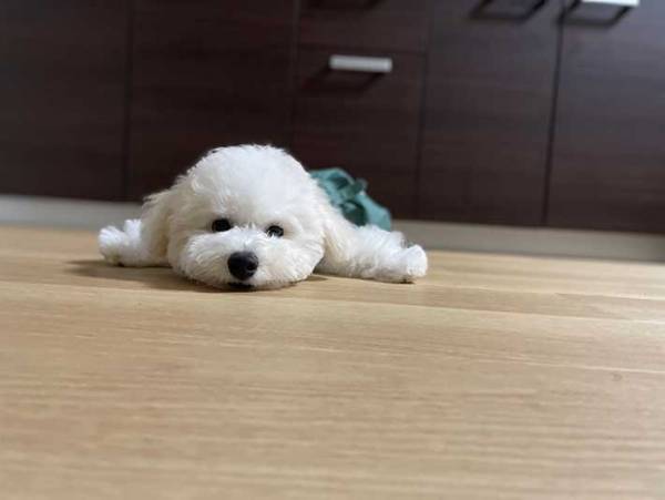 「ぬいぐるみかと思った」「かわいすぎるッ！」　ビションフリーゼ、子犬の頃の姿が…？