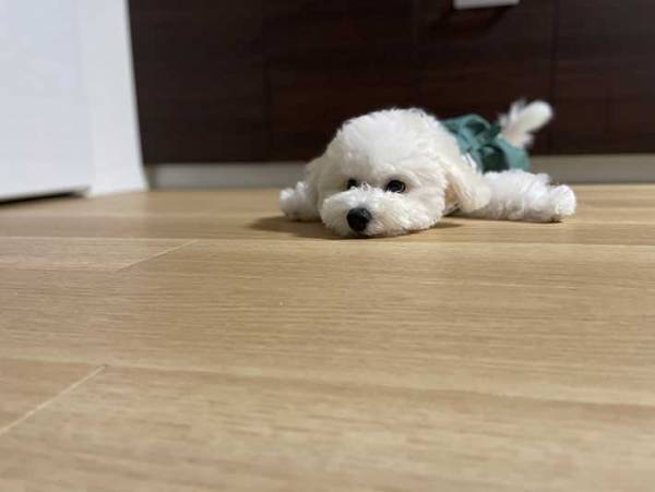 「ぬいぐるみかと思った」「かわいすぎるッ！」　ビションフリーゼ、子犬の頃の姿が…？