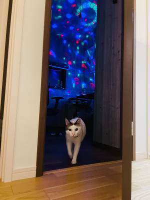 「帰宅したら、パーティを終えた猫が書斎から出てきた」　言葉通りな写真に笑ってしまう