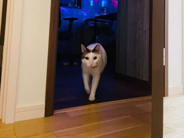 「帰宅したら、パーティを終えた猫が書斎から出てきた」　言葉通りな写真に笑ってしまう