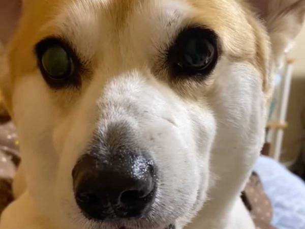 「散歩に行けない」と告げられたコーギー　表情に「何回見てもかわいい」