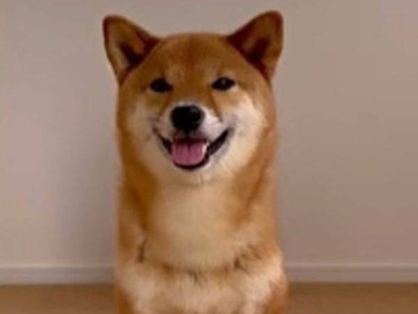 全然気付かなかった！　柴犬のひょっこり芸に驚きの声が続々