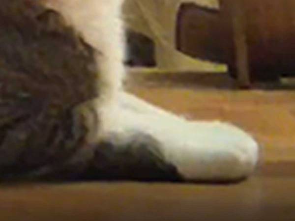 見守りカメラの前に、猫がやってきたと思ったら…？　その後の行動に、飼い主も驚き