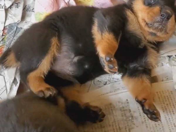 仲間にぶつかった子犬　その後の展開に「かわいすぎて何回も見た！」